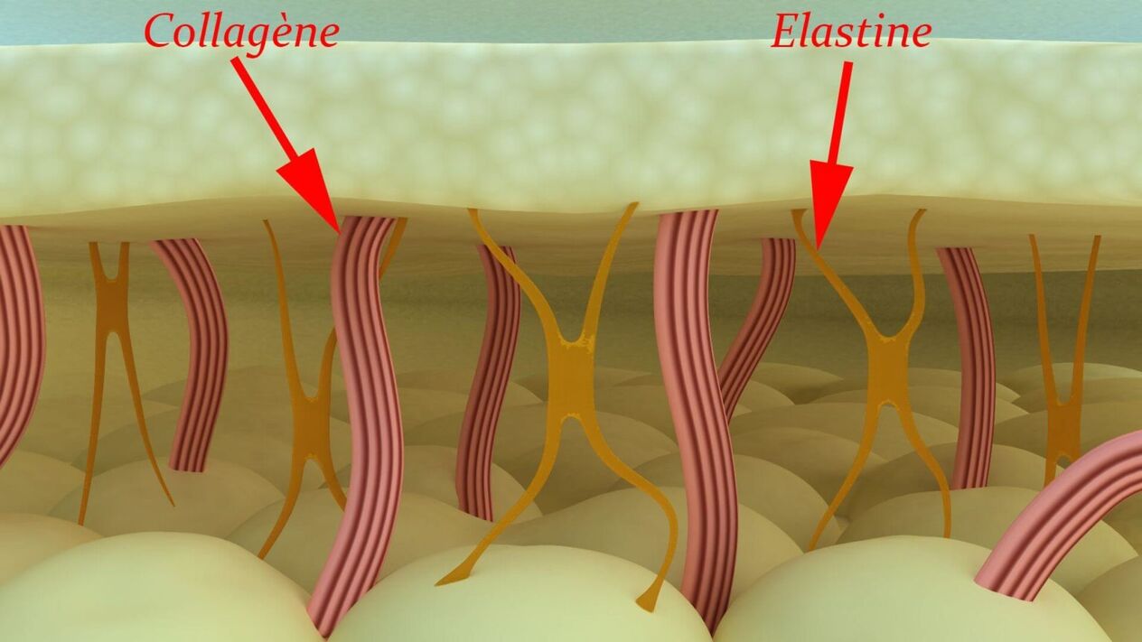 Proteínas estructurales de colágeno y elastina de la piel